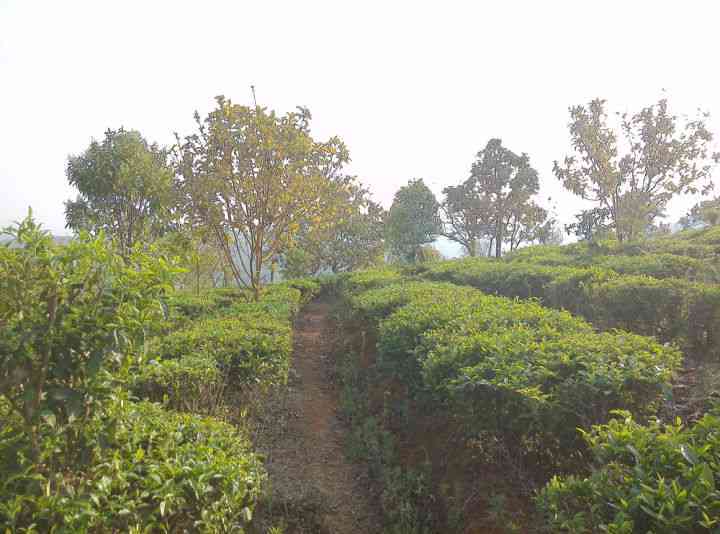 对比分析：各大山头普洱茶特色与差异，让你轻松辨识优质茶叶