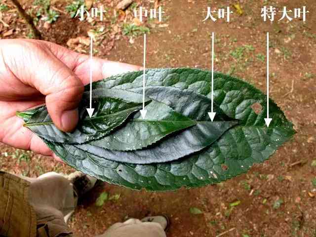 普洱茶叶子的更大尺寸范围：从多大到多大？了解普洱茶叶片的完整信息