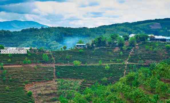 勐海普洱茶产地：寻找茶叶的源头与制茶工艺