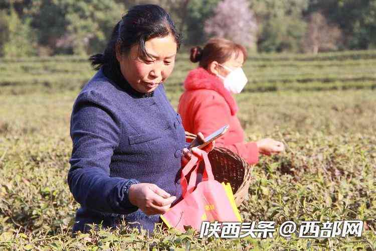 普洱茶春茶采摘的关键时间节点及其对茶叶上市的影响