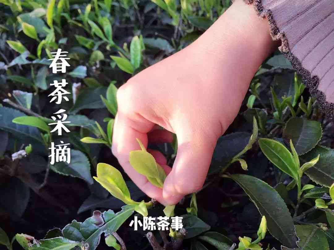 普洱茶春茶采摘的关键时间节点及其对茶叶上市的影响