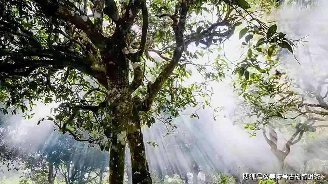 探寻普洱茶小众山头：隐藏的宝藏与独特风味