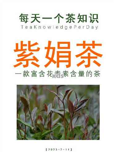 紫娟普洱茶：药用、保健、养生的全面解析与实践指南