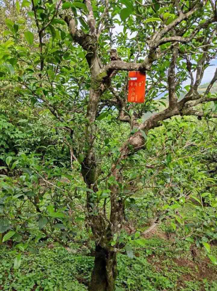 天命普洱茶：古树韵味，品味人生