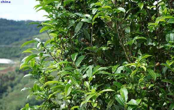 普洱茶种种植技术：如何种植普洱茶树和培育普洱茶叶