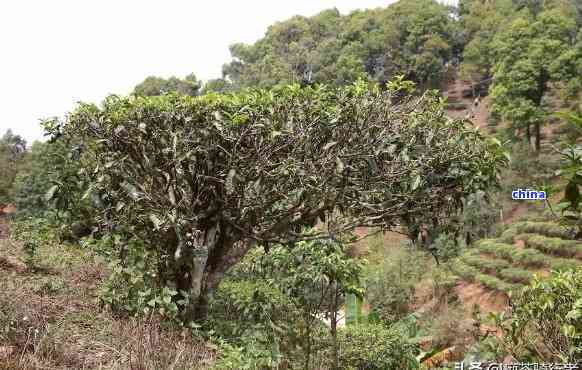 普洱茶叶树的种植、养护与品种选择：全面指南