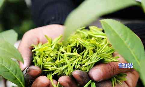 普洱茶秋茶与春茶的区别及特点，采摘时间和保存方法