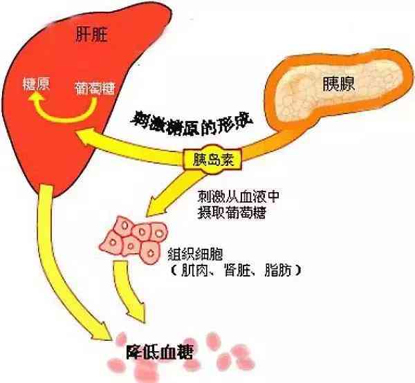 普洱茶是降血糖还是升糖？探讨其对血糖的影响