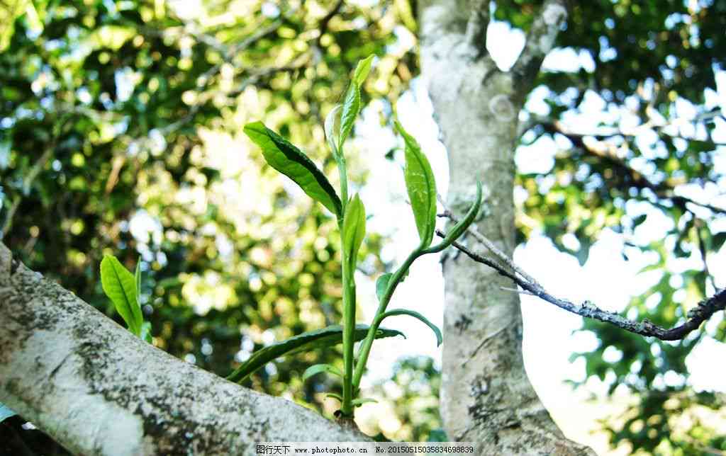 广西普洱茶有名吗？广西的茶叶是什么？广西什么茶叶最出名？