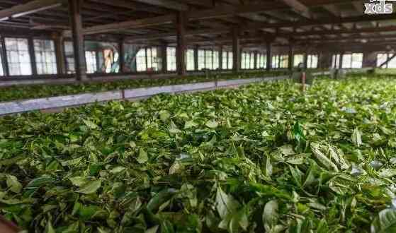 云南春明茶厂：昆明原产地的普洱茶制作精髓