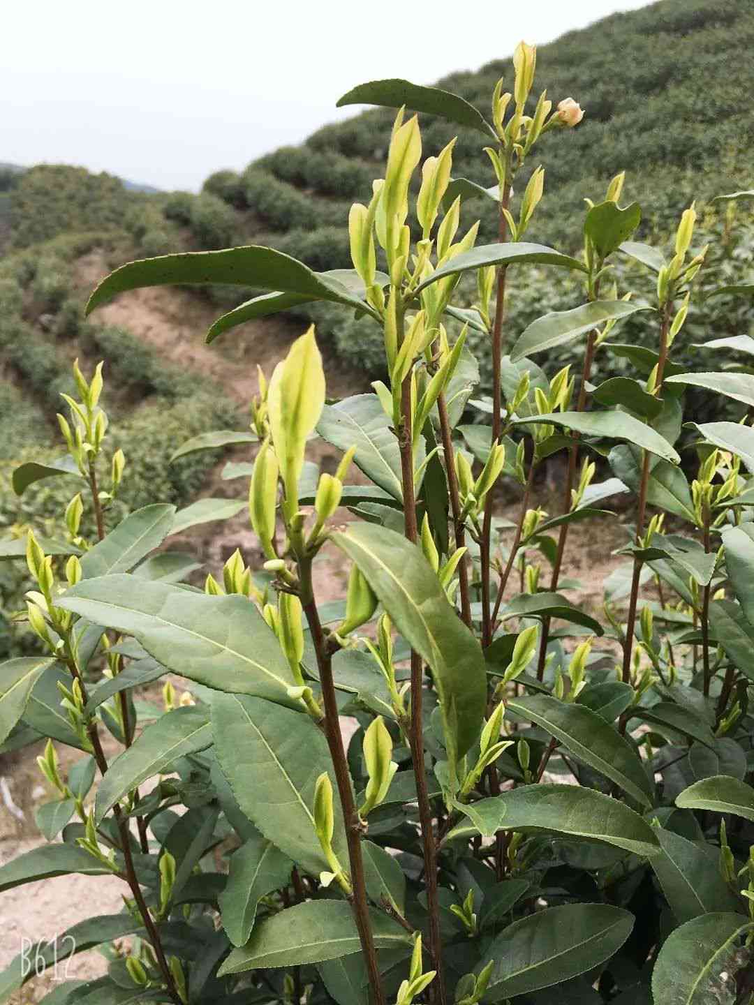 基诺山普洱茶价格大全：了解各种类型及价位，挑选最适合您的茶叶