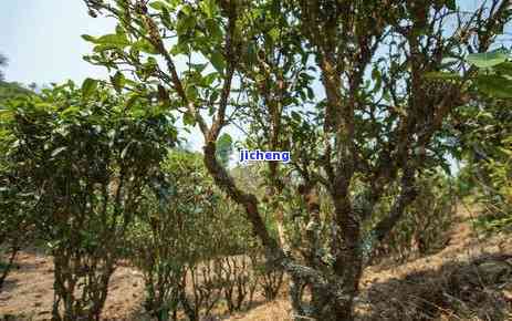 普洱茶植物分类：木与灌木的异同解析