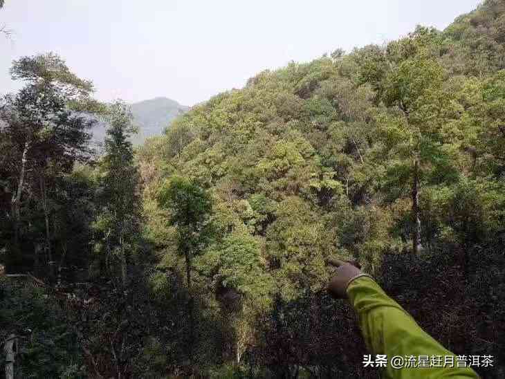 普洱茶木树龄决定因素及与大树的区别