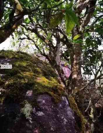 探究普洱茶生长环境：木大树与古树小树的异同