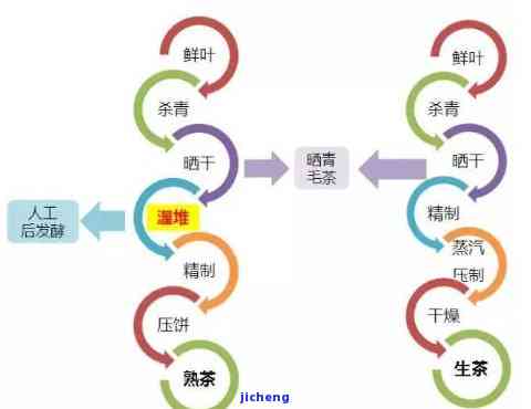 普洱茶的展性：特点、原理与影响因素解析，助你深入了解这一茶叶特性