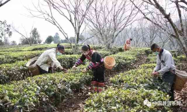 普洱茶开采