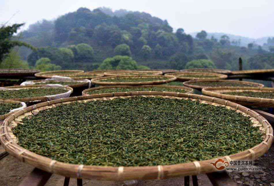 用绿茶工艺加工普洱茶好吗