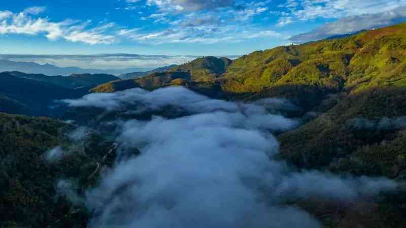 云起山巅茶叶：传承普洱茶文化精髓，演绎自然风韵