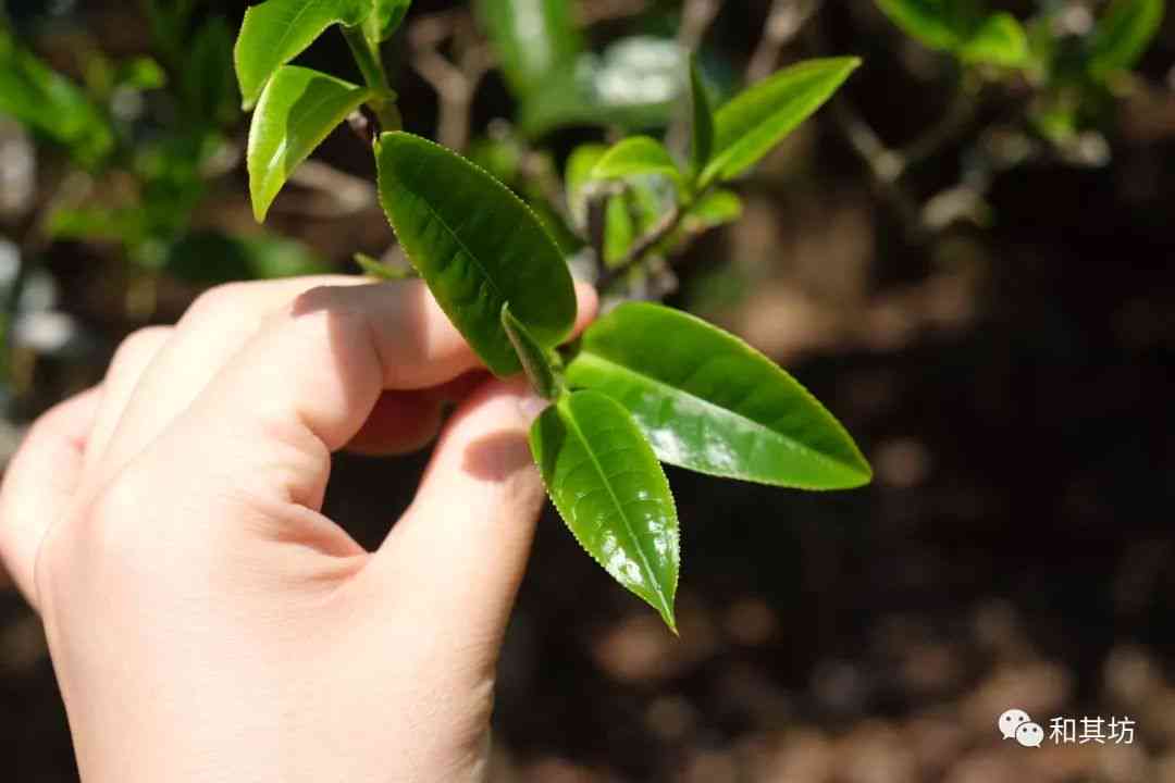 母树茶普洱茶(生茶)完整指南：挑选、冲泡、品鉴与存