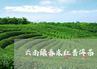 2011年云南绿春县永红茶厂精选普洱绿春茶：一款口感独特的纯正普洱茶