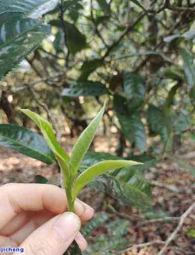 返青现象在普洱生茶中的解决之道：深度解析其原因与有效处理方法