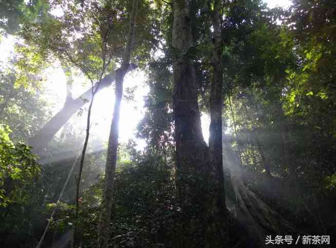 普洱茶是6大茶类的什么茶种：探究普洱在六大茶类中的独特位置