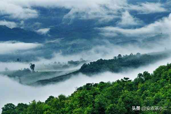 普洱茶是6大茶类的什么茶种：探究普洱在六大茶类中的独特位置