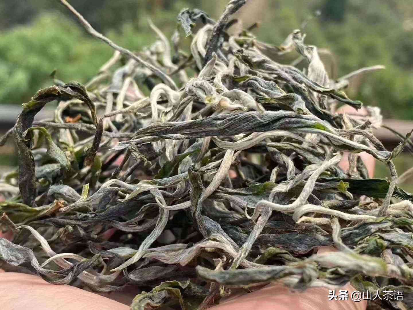 普洱茶采摘标准是什么：如何挑选优质普洱茶？