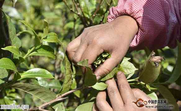 普洱茶采摘茶叶的时间是几点？