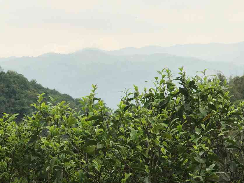 连普洱茶树：品种特点、生长环境、制作工艺与品鉴方法全面解析