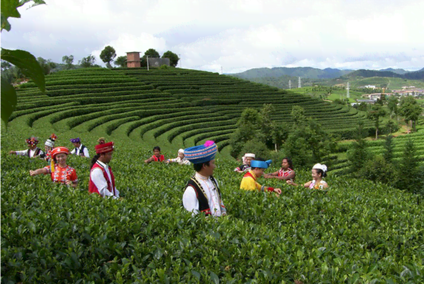 连普洱茶山云南产的优质茶叶，由当地普洱茶树生长而成。