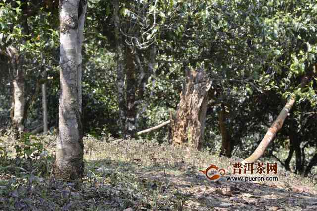 连普洱茶山云南产的优质茶叶，由当地普洱茶树生长而成。