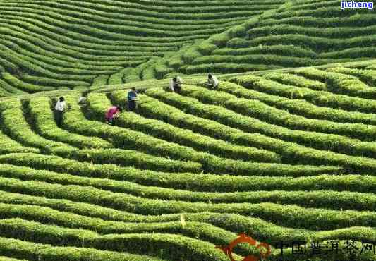 云南连县特产：行健开发的普洱茶，探索普洱市的茶文化之美