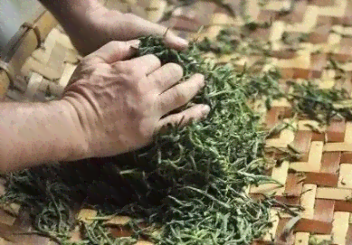 普洱茶杀青后摊晾多久揉捻，以及普洱茶杀青的时间和程度。