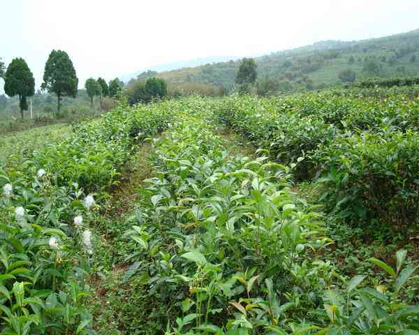 普洱茶加工厂生存环境需求解析：设备、设、生和安全等方面的要求