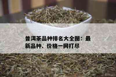 普洱茶名目全解析：好听的名字与品种特性一览无余