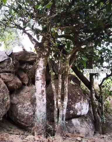 二嘎子普洱茶：一种独特的茶树品种及其制作工艺解析