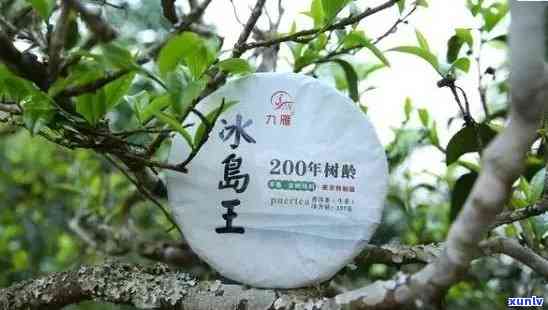 新冰岛普洱茶的产地、品种与品质解析