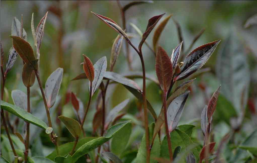 探究'紫茶普洱':神秘的紫色成分以及其健效益