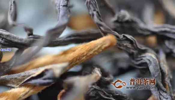 古树普洱茶：红茶还是其他类型？深入了解其制作工艺与口感特点