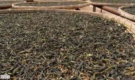 古树普洱茶：红茶还是其他类型？深入了解其制作工艺与口感特点