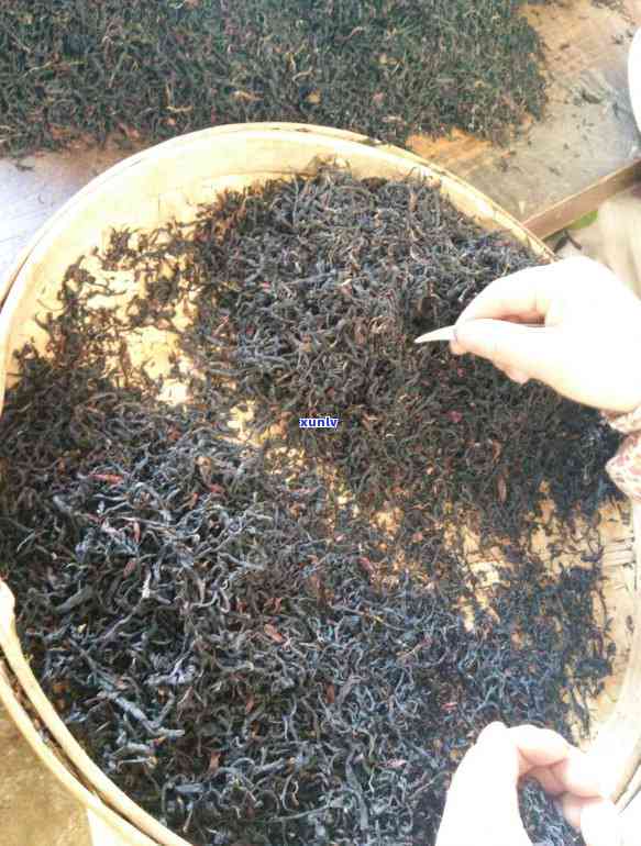 古树普洱茶：红茶还是其他类型？深入了解其制作工艺与口感特点