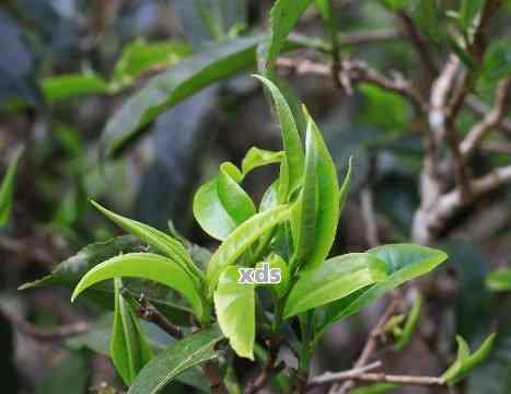 金芽普洱茶是什么茶种及功效与作用，好不好？