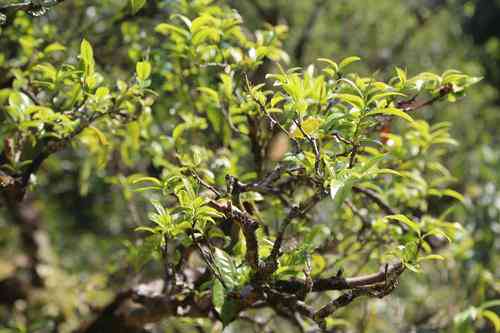 古树普洱与古树红茶：同一棵树的两种不同茶叶吗？