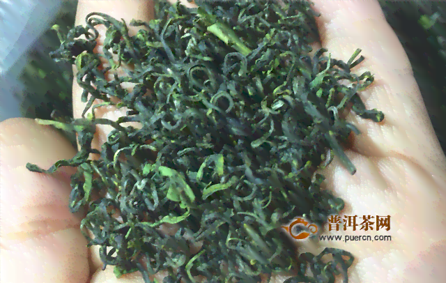 古树普洱茶像绿茶还是红茶