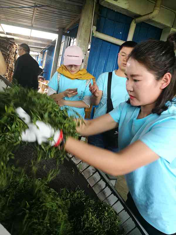 普洱茶的产地及其特点：哪座茶山产出的普洱茶最为知名？