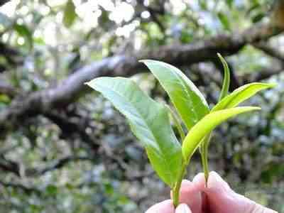 普洱茶良种示范基地是什么：探索普洱茶树良种场