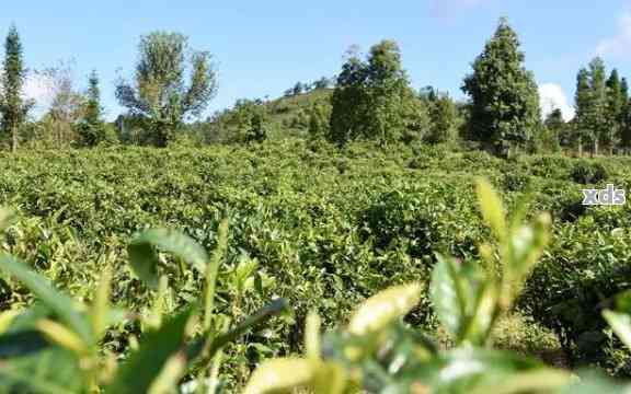 云南省茶树良种培育中心：打造世界一流普洱茶种植基地