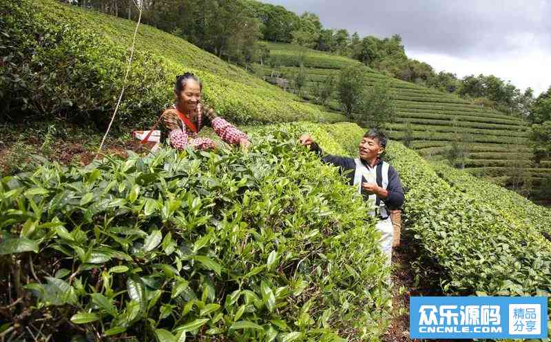 云南省茶树良种培育中心：打造世界一流普洱茶种植基地