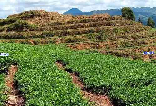 普洱茶种植技术的全面解析与实践操作